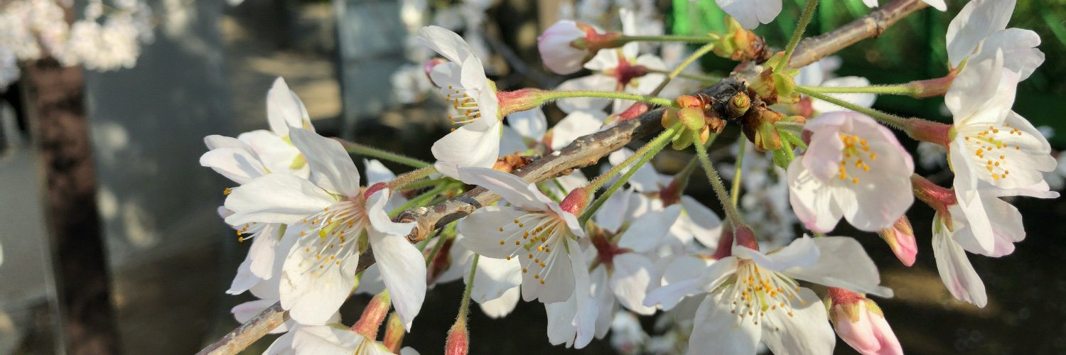 may_snow's profile banner image