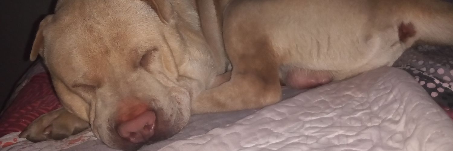 schvemer97's profile banner image