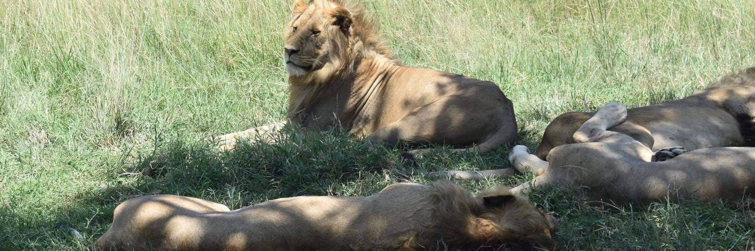 WandererKenya's profile banner image