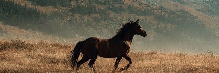 agapisirius's profile banner image