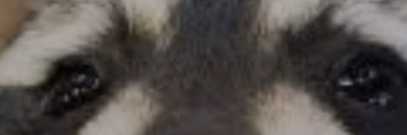 luigifan345 banner