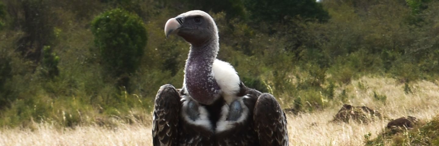 Matt_Shungoh's profile banner image