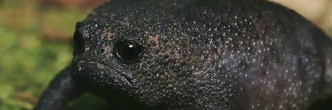 Hekikite's profile banner image