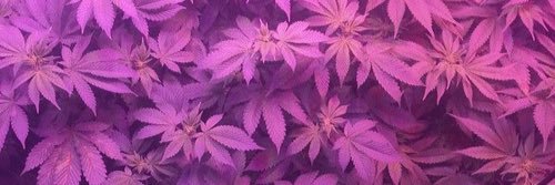 PsychoGirllll's profile banner image