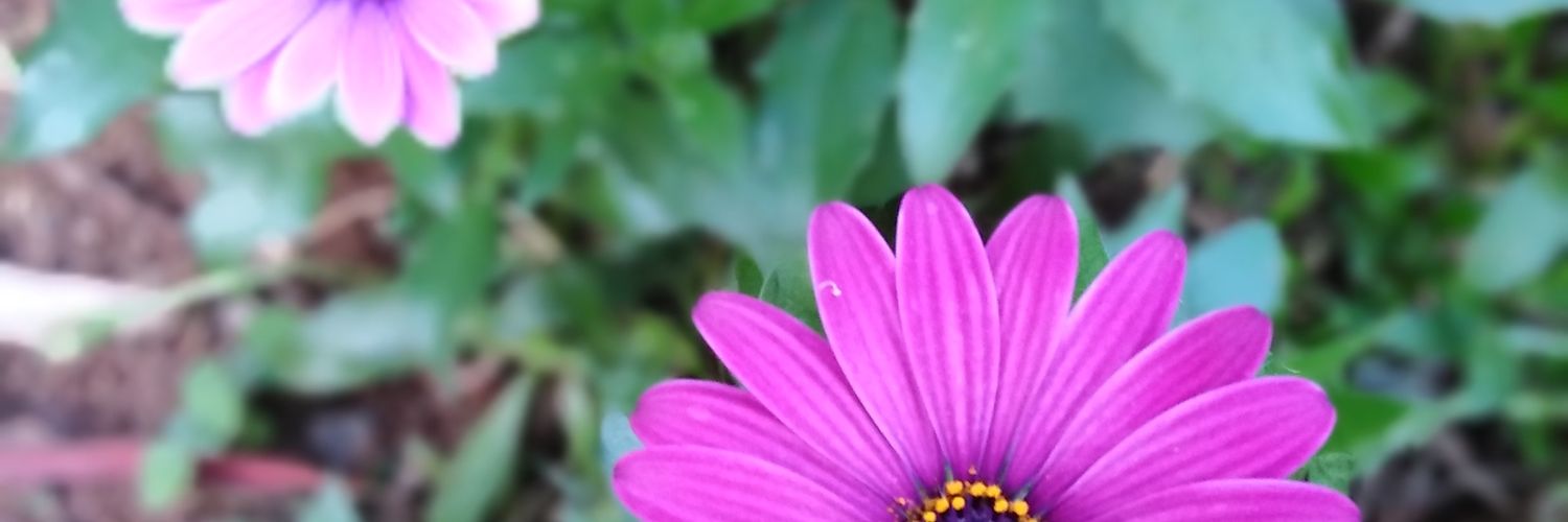 _maque_'s profile banner image