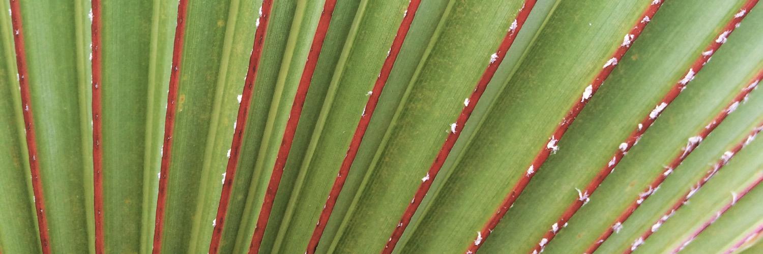 Anne Knowlton banner