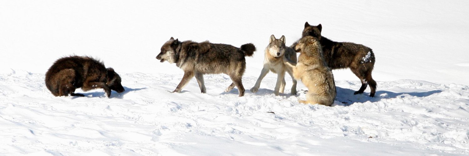 Wolves Across Borders @wolvesborders.bsky.social banner