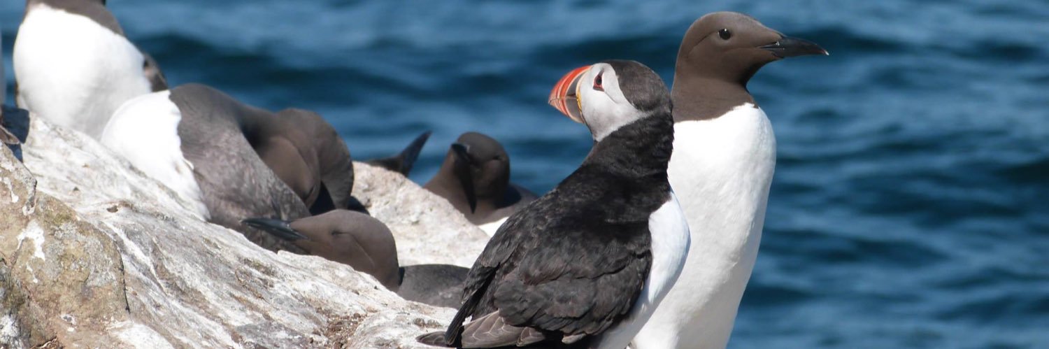 Han *power to the cetaceans* banner