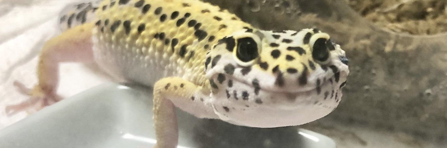 Qdou's profile banner image