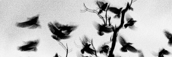 washi_pic Profile Banner