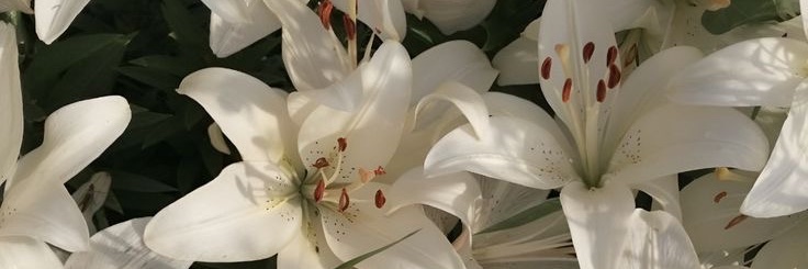 aericalopez's profile banner image