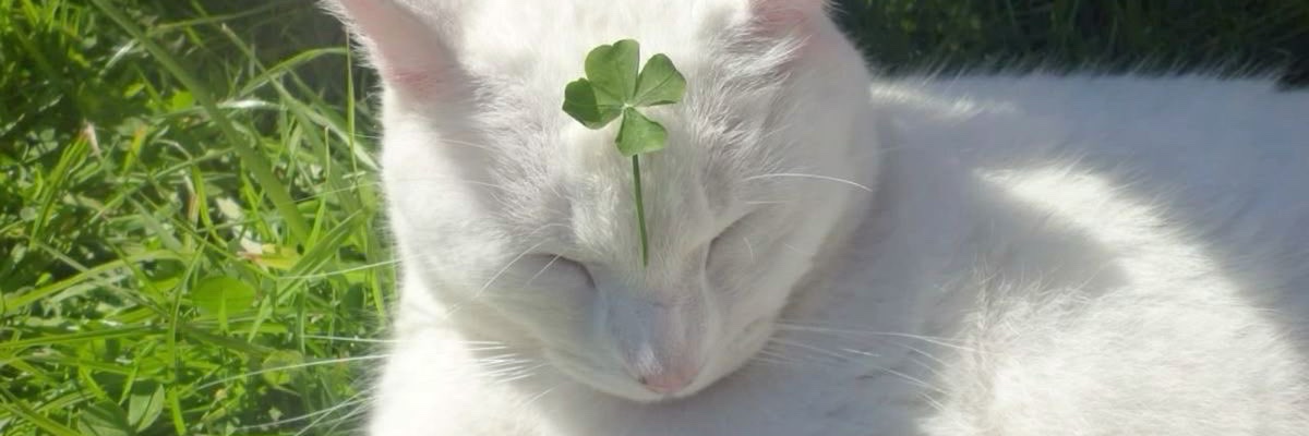 perumahan clover banner