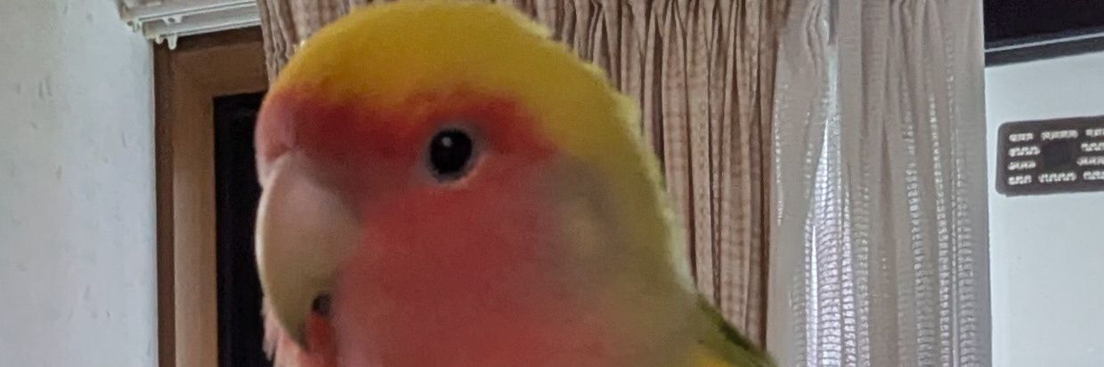 Silbird シルバとコインコの世界 banner