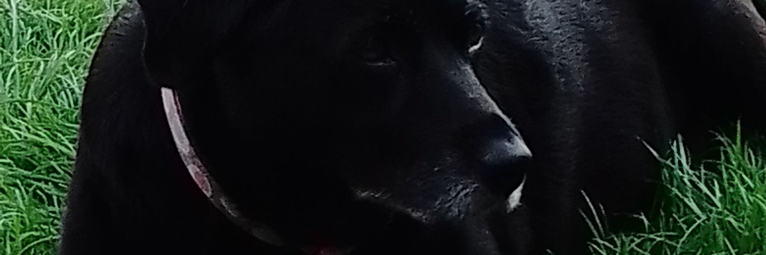 LoftimusVR banner