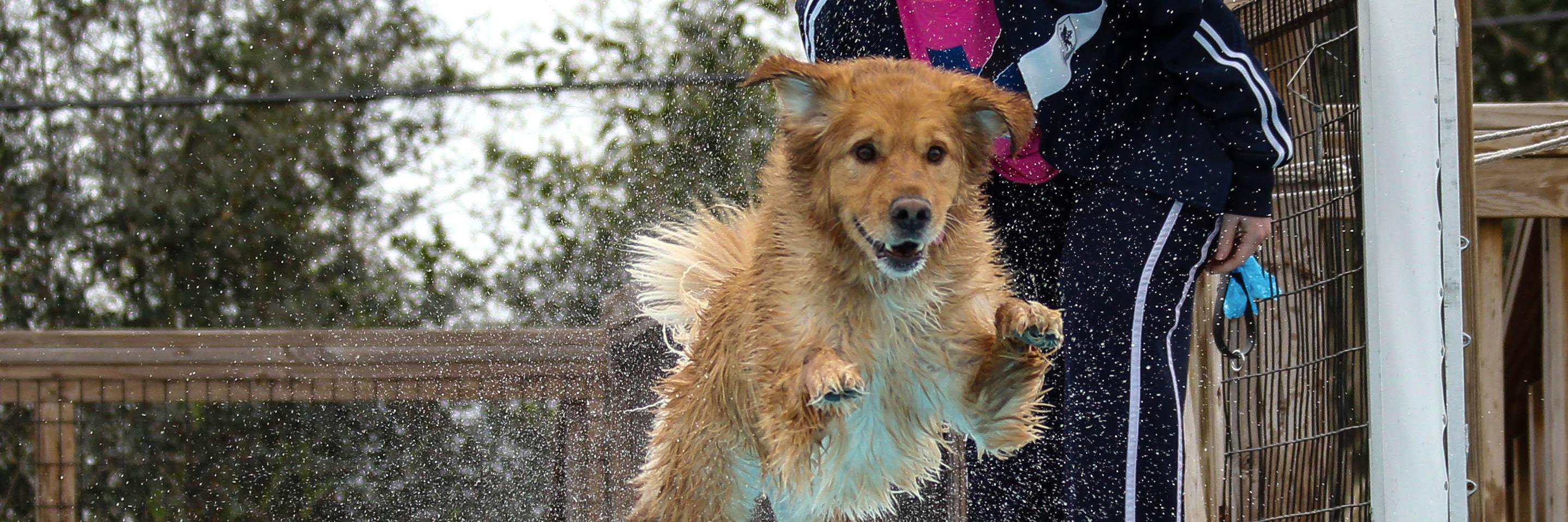 HOTDockDogs's profile banner image
