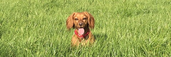 drmorriscardio Profile Banner