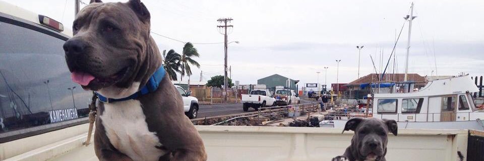railynaulani's profile banner image