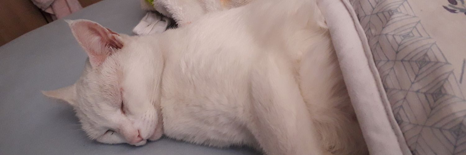 TalAndressa's profile banner image