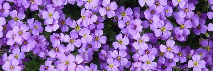 Chinita ☯ banner