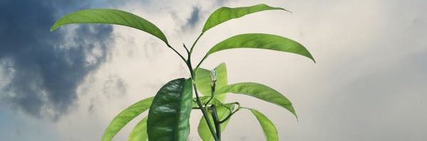 Moisés C banner