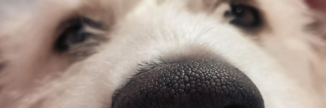 flormaniscalco2's profile banner image