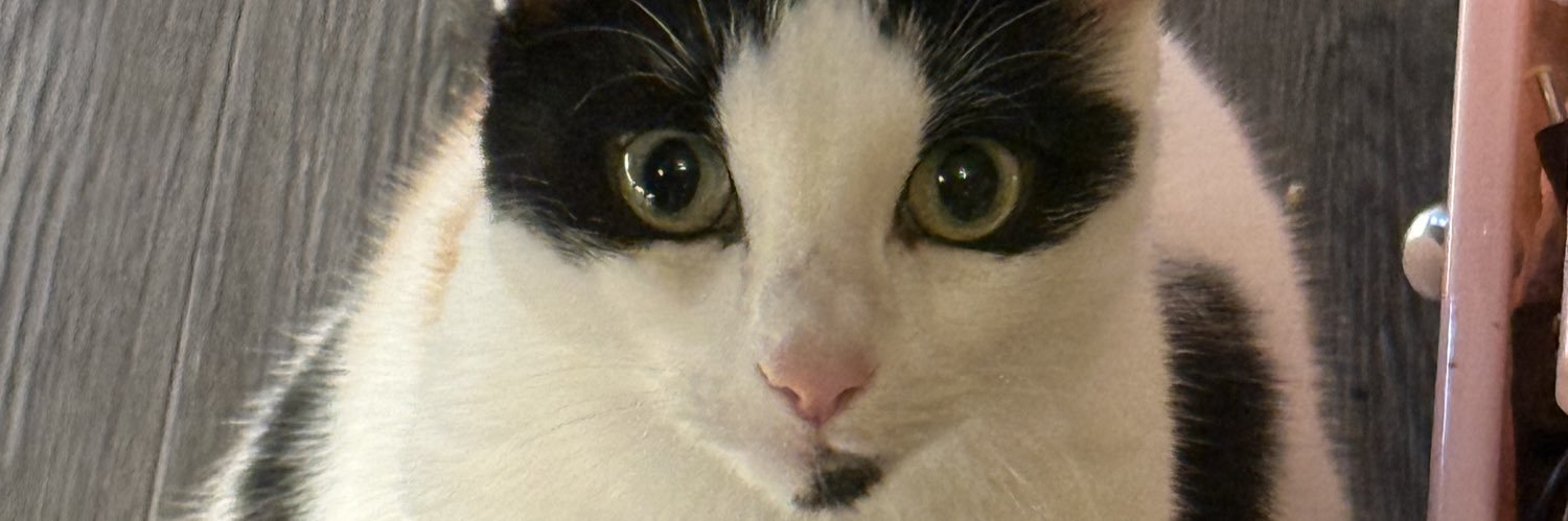 Spring🐮📢 banner