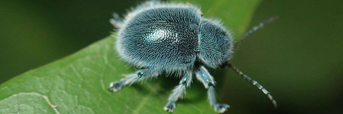 The Wicked Gnathlodon banner