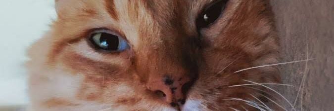 greeneyegeorge's profile banner image