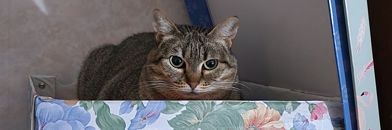 CeltycTrash 🐈‍⬛ banner