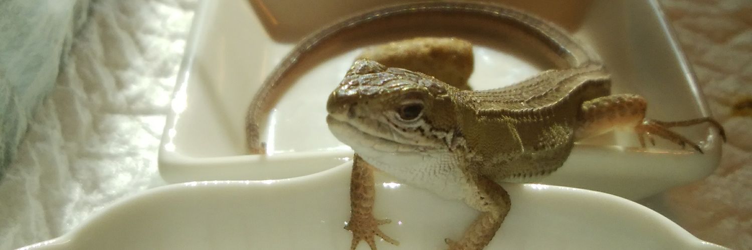 neraimeshi's profile banner image