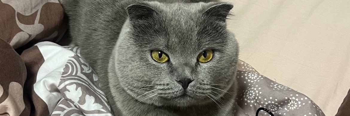 ilayda banner