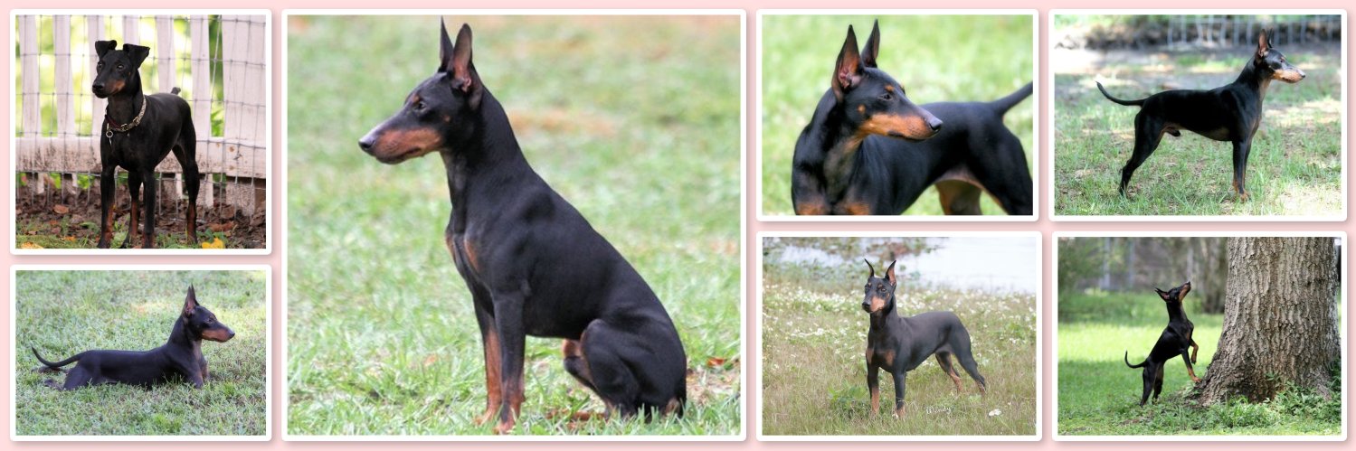 Carolyn Horowitz banner