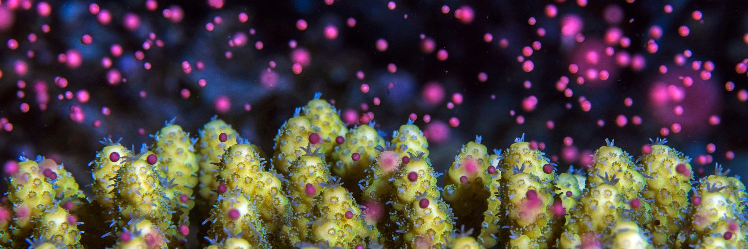 Tom Shlesinger banner