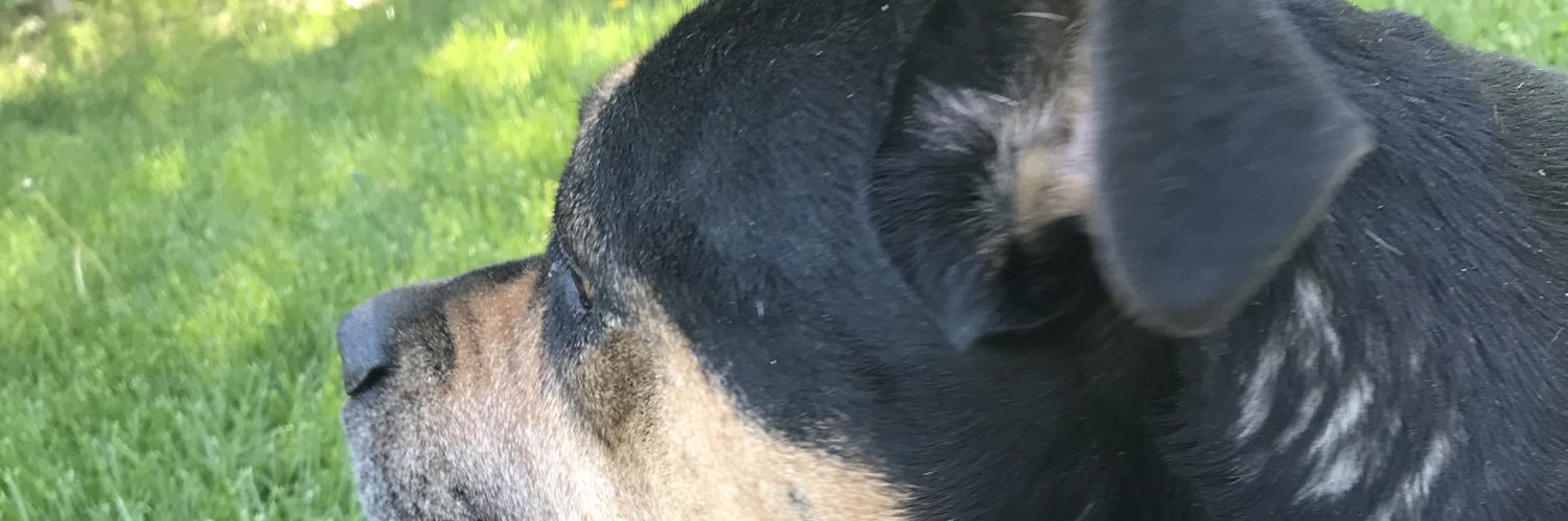 AliisaTaipale's profile banner image