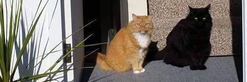 tacosdembrion banner