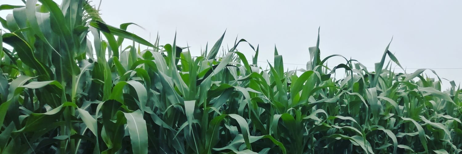 NketuL's profile banner image