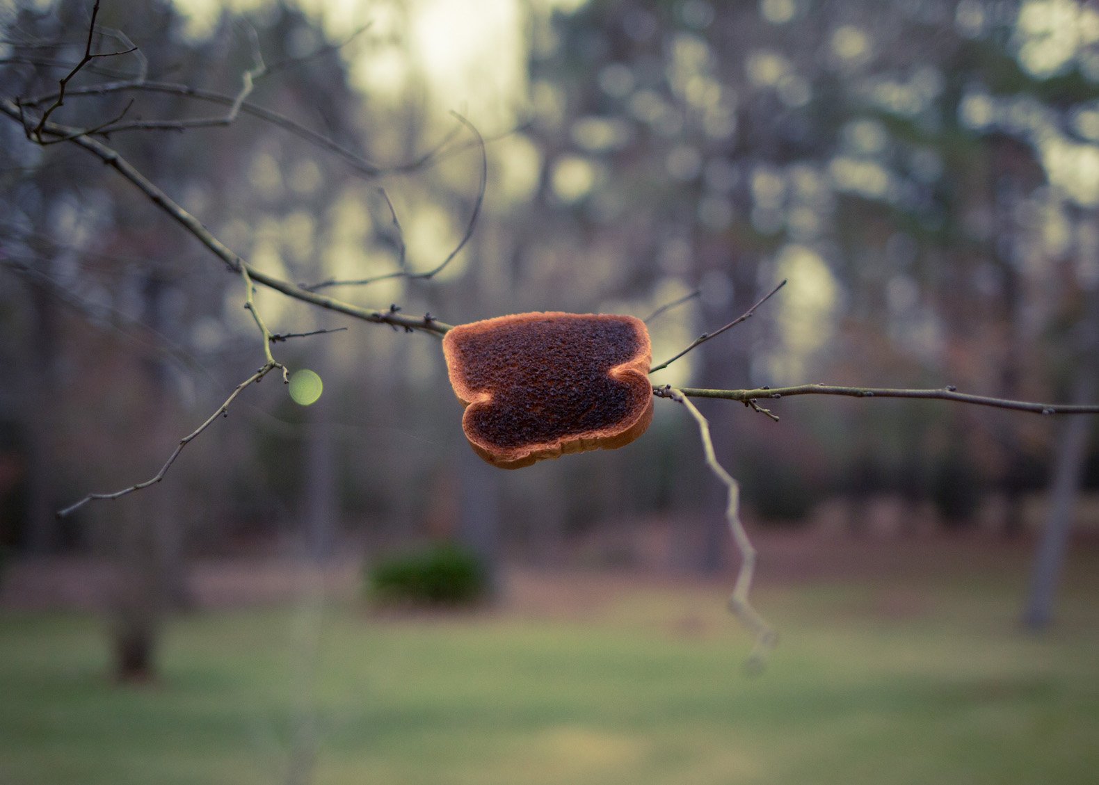 Trevor Fountain banner