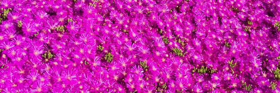 Sole banner