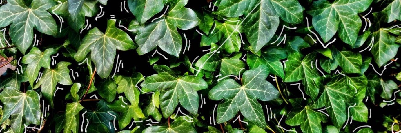 The Junebug Journal banner