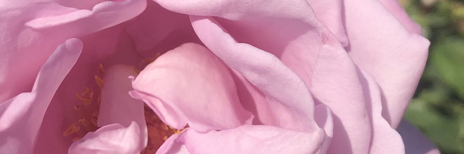 蓮花 banner