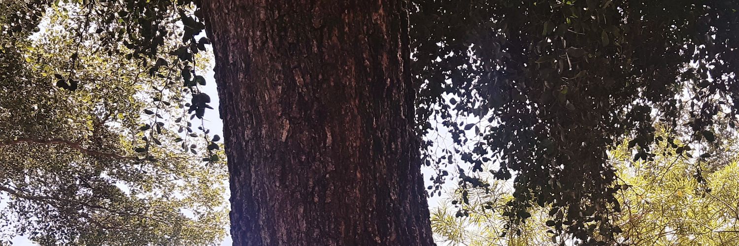 AdiedoLisa's profile banner image