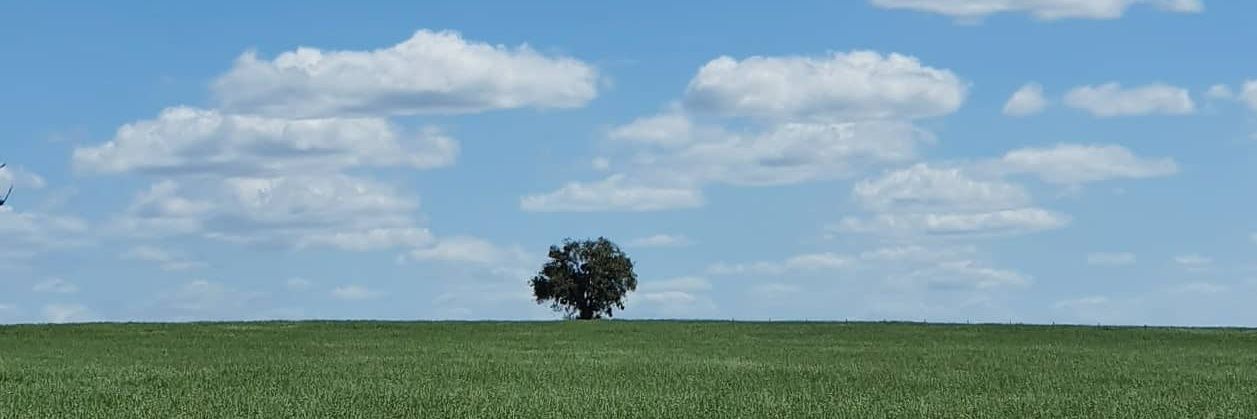 LittleBlueWren 🇦🇺 banner