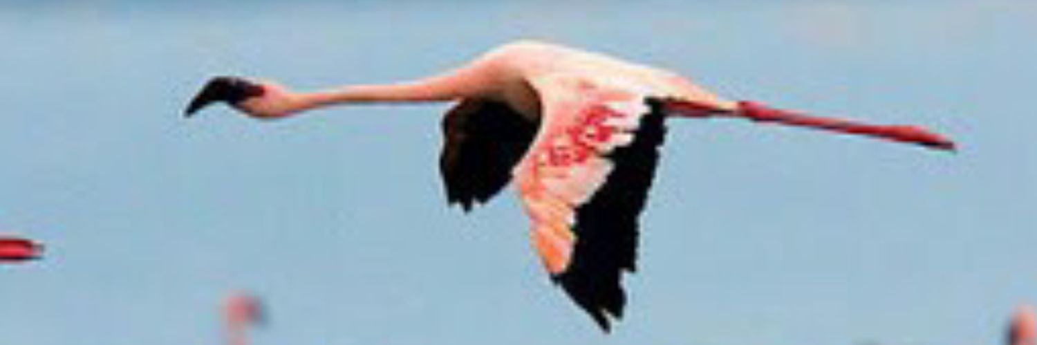 izmircigli's profile banner image