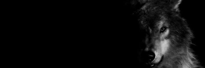 کالا بھیڑیا banner