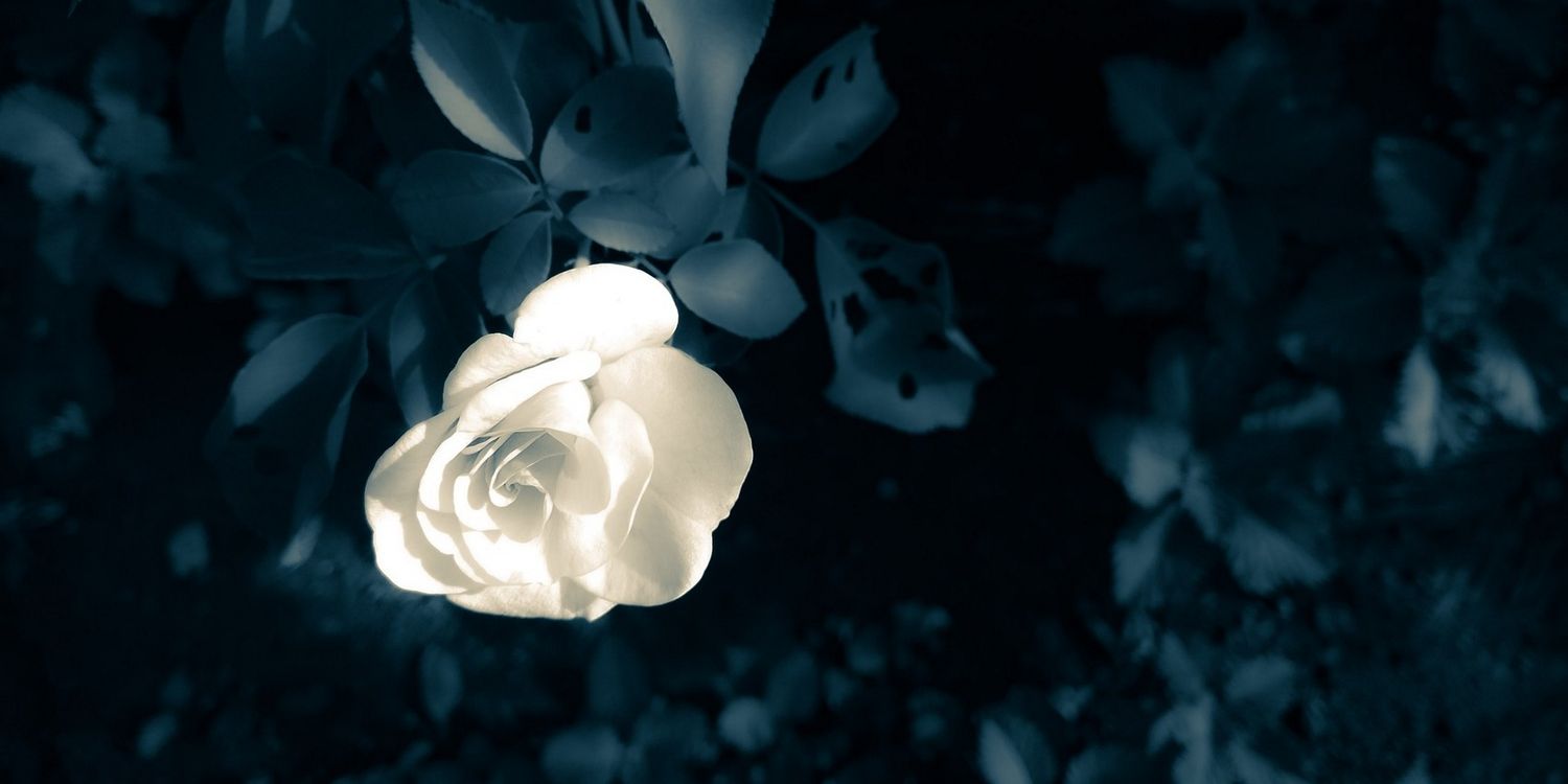 DevyArtika's profile banner image