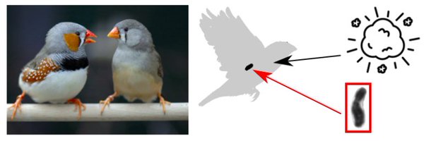 birdGRC_ Profile Banner