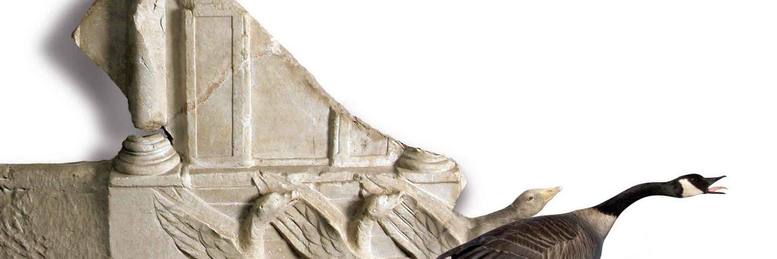 robicassandra banner