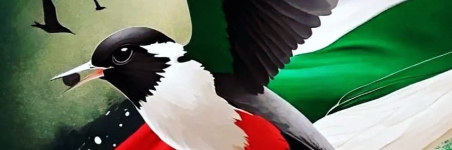 pekozfatma's profile banner image