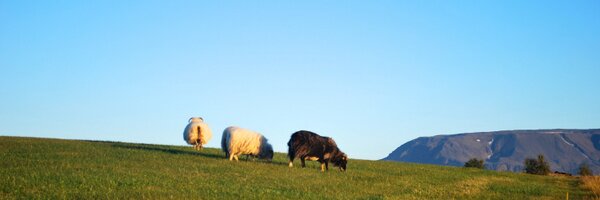 louije Profile Banner