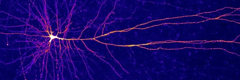 Loris "DF" iezzi banner